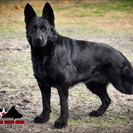 Jasmine - German Shepherd