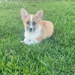 Clay - Sable male Pembroke Welsh Corgi puppy in Morton, Mississippi from Southern Magnolia Corgis