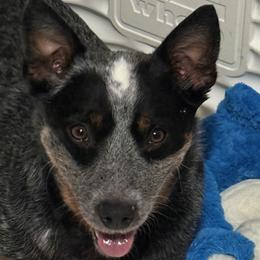 Marnie - Australian Cattle Dog