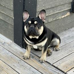 Booker - French Bulldog