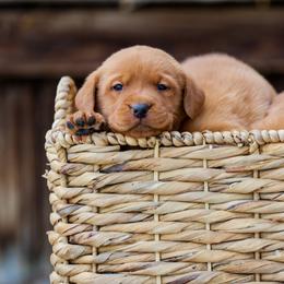 Labrador Retriever Puppies from Mid-Columbia Labradors
