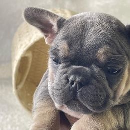 French Bulldog Puppies from The Frenchie Quarters