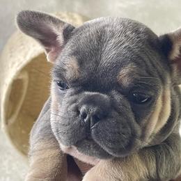 French Bulldog Puppies from The Frenchie Quarters