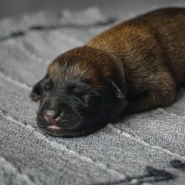 Belgian Malinois Puppies from Fromage Malinois