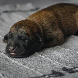 Belgian Malinois Puppies from Fromage Malinois