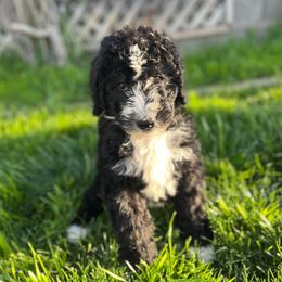 Dark Blue Collar Boy - Black and white Bernedoodle puppy in Phoenix, Arizona from Sunshine Pups