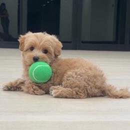 Andy - Apricot male Maltipoo puppy in Spring, Texas from GlamPaw Maltipoos
