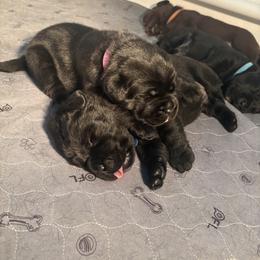 Labrador Retriever Puppies from Eastland Labradors