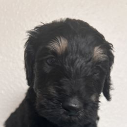 Schnoodle Puppies from Gooch Canines (Giant Schnoodles)