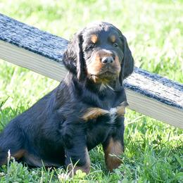 Boy 3 - Black and tan male Gordon Setter puppy in Gordonville, Pennsylvania from Blue Ribbon Setters