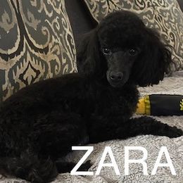 Zara - Poodle