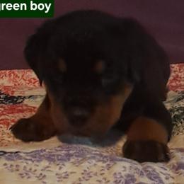 Boy 3 - Black and mahogany male Rottweiler puppy in De Witt, Iowa from Irish Eyes Kennels