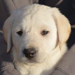 Champion Dad Joy - Yellow female Labrador Retriever puppy in Spring Creek, Nevada from Badland Kennel
