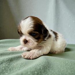 AKC-Domino - Liver and white male Shih Tzu puppy in Mooresville, North Carolina from Juji Shih Tzu