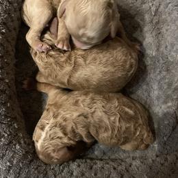 Boy 2 - Cream male Poodle puppy in Haddam, Kansas from Golden B Acres
