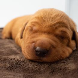 June Fusia Girl - Dark golden female Golden Retriever puppy in Lafayette, Alabama from Elm Hollow Golden Retrievers