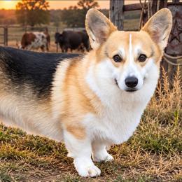 Tucker - Pembroke Welsh Corgi
