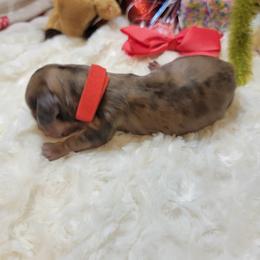 Dachshund Puppies from CLARK'S BREEDING PROGRAM