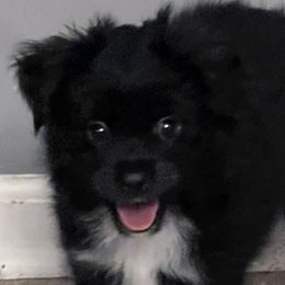 Boy 2 - Toy Australian Shepherd puppy in Corydon, Indiana from Arbuckle’s Lookin Good Aussies (LGA)