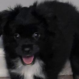 Boy 2 - Toy Australian Shepherd puppy in Corydon, Indiana from Arbuckle’s Lookin Good Aussies (LGA)