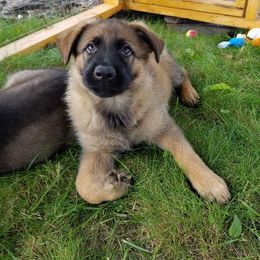 German Shepherd Puppies from Spruce Valley German Shepherds