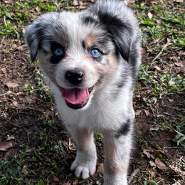 Boy 4 - Blue merle male Australian Shepherd puppy in Lakeland, Florida from Infinite Aussies