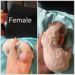 Poodle Puppies from Pool View Poodles