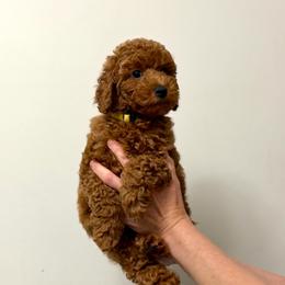Milo - Red  male Poodle puppy in Berrien Springs, Michigan from Michigan Mini & Toy Red Poodles