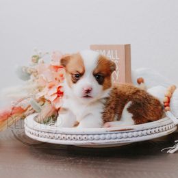 Pembroke Welsh Corgi Puppies from Red River Corgis