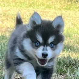 Electro Boy 1 - Blue male Pomsky puppy in Monroe, Georgia from Beastly Beauties Huskies & Pomskies