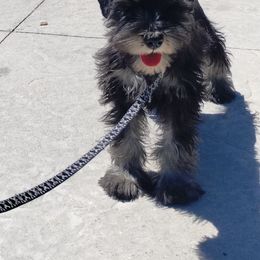 Frankenstein - Black and silver Miniature Schnauzer puppy in Templeton, California from Zion Miniature Schnauzers