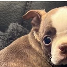 Boston Terriers from Sweet Southern Boston Terriers