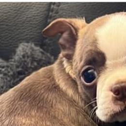 Boston Terriers from Sweet Southern Boston Terriers
