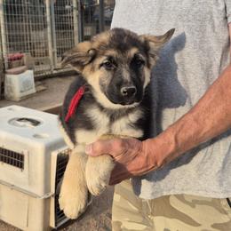 Red Girl - Black and tan female German Shepherd puppy in Lake George, Colorado from High Country German Shepherds