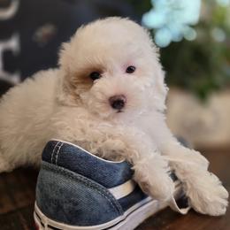 Boy 2 - male Poodle puppy in St George, Utah from Ember Hills Poodles
