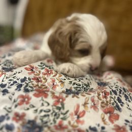 Cavalier King Charles Spaniel, Cavapoo, Maltipoo, and Poodle Puppies from Lainy's Puppies