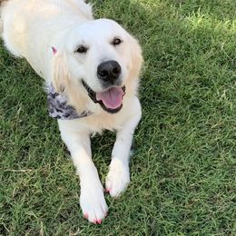 Bailey - Golden Retriever