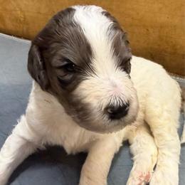 Zeke - male Newfypoo puppy in San Antonio, Texas from Mammoth Doodles
