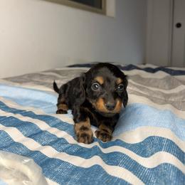 Jupiter - Black and tan female Dachshund puppy in Laveen, Arizona from Acosta Kennel