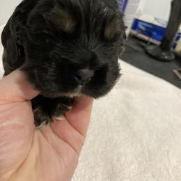 Boy 3 - Black and tan male Cocker Spaniel puppy in Rising Sun, Maryland from Palmtree Cockers