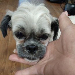 Shih Tzus from My Dogs