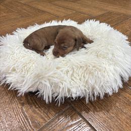 Dachshund Puppies from Finleys Babies