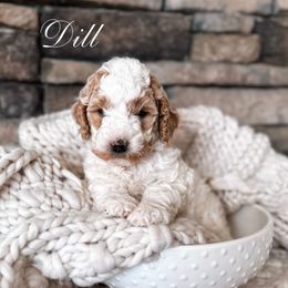 Puppy Pick #7 - Goldendoodle puppy from West Coast Goldendoodles
