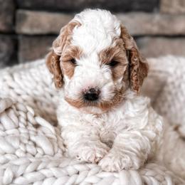 Puppy Pick #7 - Goldendoodle puppy from West Coast Goldendoodles