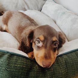 Dachshunds from Ehler & Paws