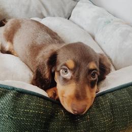 Dachshunds from Ehler & Paws