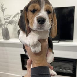 Boy 2 Red - Beagle puppy from Banashko's Beagles