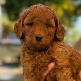 Gamora - Red  female Goldendoodle puppy in San Jose, California from Red White and Doodle