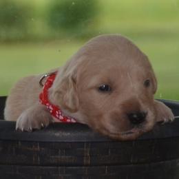 Red - Golden male Golden Retriever puppy in Webster City, Iowa from Whispering Pines Precious Puppies