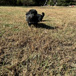 German Shepherd Puppies from Benton K-9 Breeding